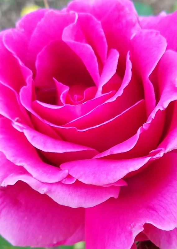 Multicolored Rose Bush Live Plant 1-2' Tall - Yellow, Pink, Red Flowers Multicolored Rose Bush Live Plant 1-2' Tall - Yellow, Pink, Red Flowers - Image 7