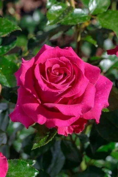 Multicolored Rose Bush Live Plant 1-2' Tall - Yellow, Pink, Red Flowers Multicolored Rose Bush Live Plant 1-2' Tall - Yellow, Pink, Red Flowers - Image 8