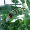 Musa 'Gran Nain' Banana Tree - Live Plant - Indoor/Outdoor Fruit Plant - Image 1