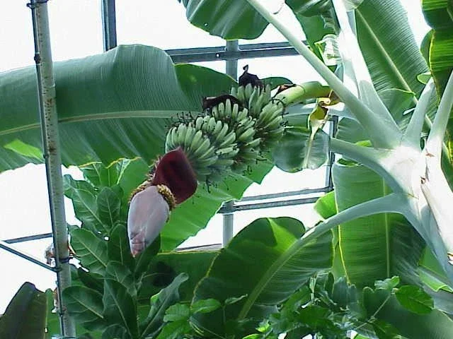Musa 'Gran Nain' Banana Tree - Live Plant - Indoor/Outdoor Fruit Plant - Image 1