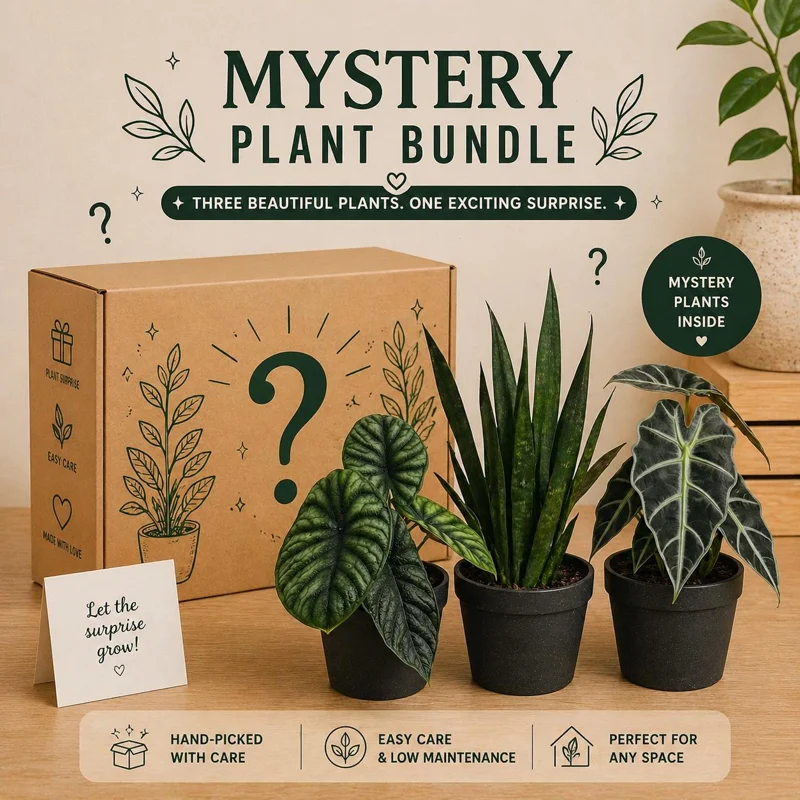 Mystery Plant Bundle – 3 Assorted Live Houseplants – 4" Pots – Easy Care Tropical - Image 1