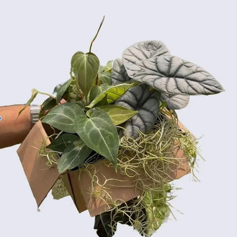 Mystery Plant Bundle – 3 Assorted Live Houseplants, Easy Care, 4” Pots - Image 2