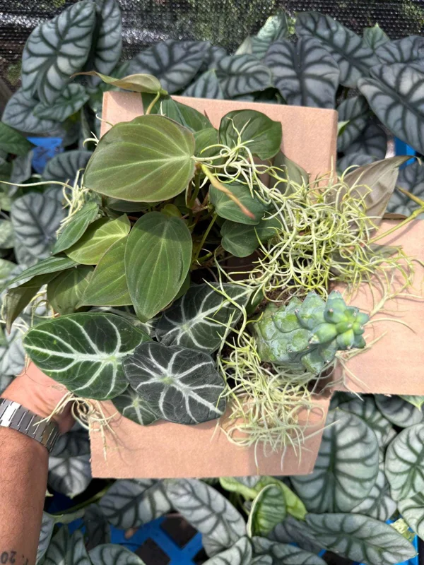 Mystery Plant Bundle – 3 Assorted Live Houseplants, Easy Care, 4” Pots Mystery Plant Bundle – 3 Assorted Live Houseplants, Easy Care, 4” Pots - Image 3