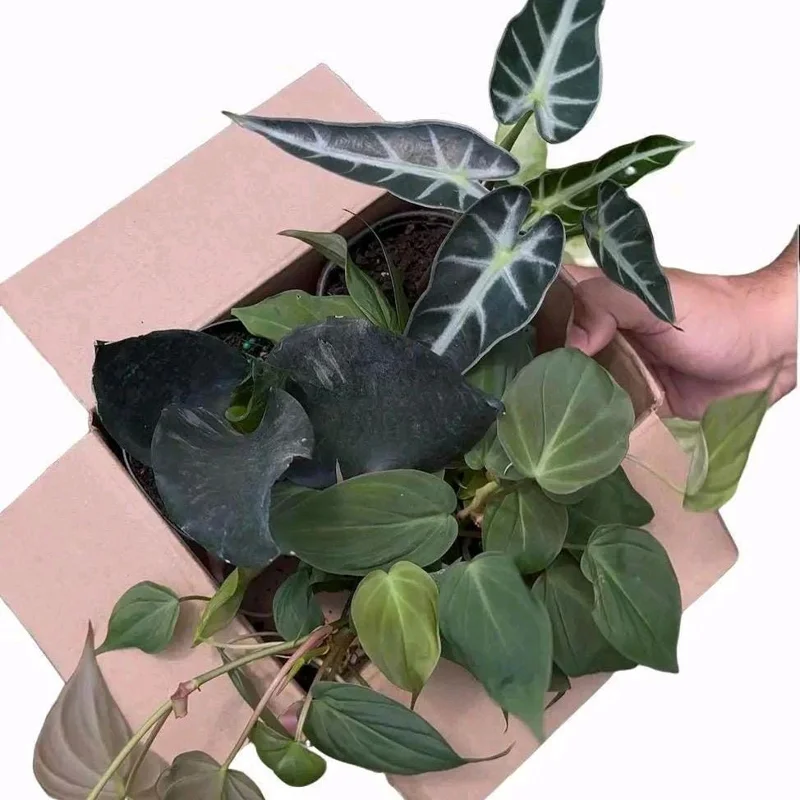 Mystery Plant Bundle – 3 Assorted Live Houseplants, Easy Care, 4” Pots Mystery Plant Bundle – 3 Assorted Live Houseplants, Easy Care, 4” Pots - Image 4