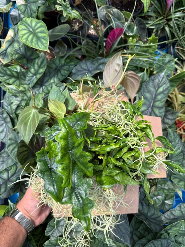 Mystery Plant Bundle – 3 Assorted Live Houseplants, Easy Care, 4” Pots Mystery Plant Bundle – 3 Assorted Live Houseplants, Easy Care, 4” Pots - Image 6