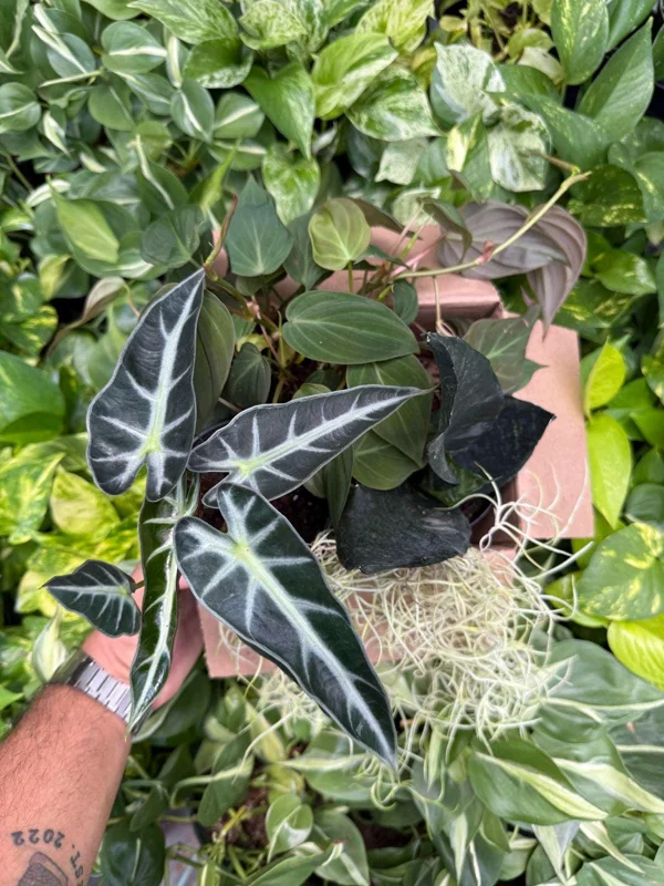 Mystery Plant Bundle – 3 Assorted Live Houseplants, Easy Care, 4” Pots Mystery Plant Bundle – 3 Assorted Live Houseplants, Easy Care, 4” Pots - Image 7