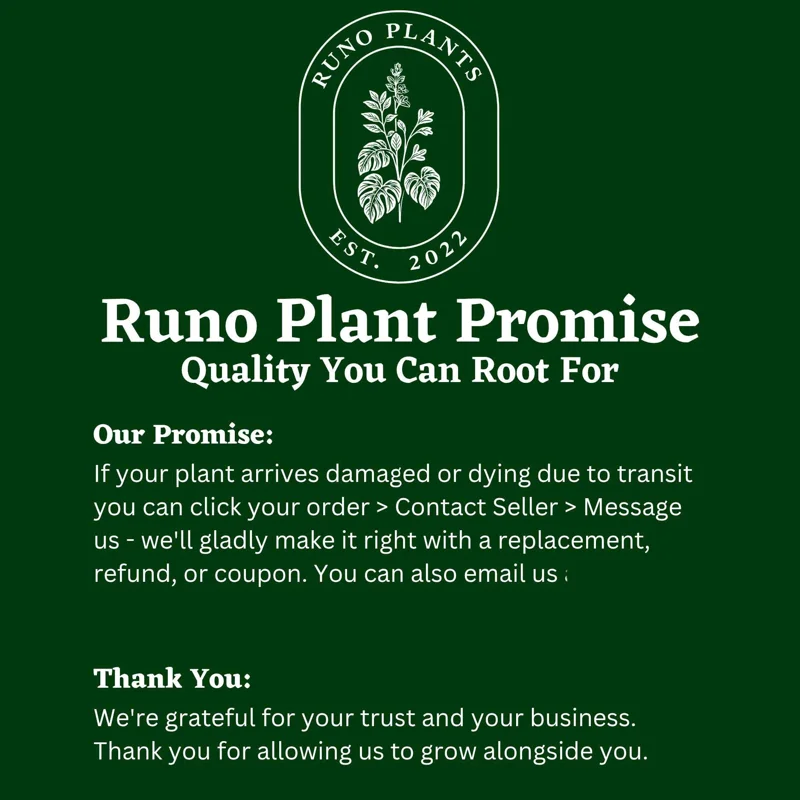 Mystery Plant Bundle – 3 Assorted Live Houseplants, Easy Care, 4” Pots Mystery Plant Bundle – 3 Assorted Live Houseplants, Easy Care, 4” Pots - Image 8