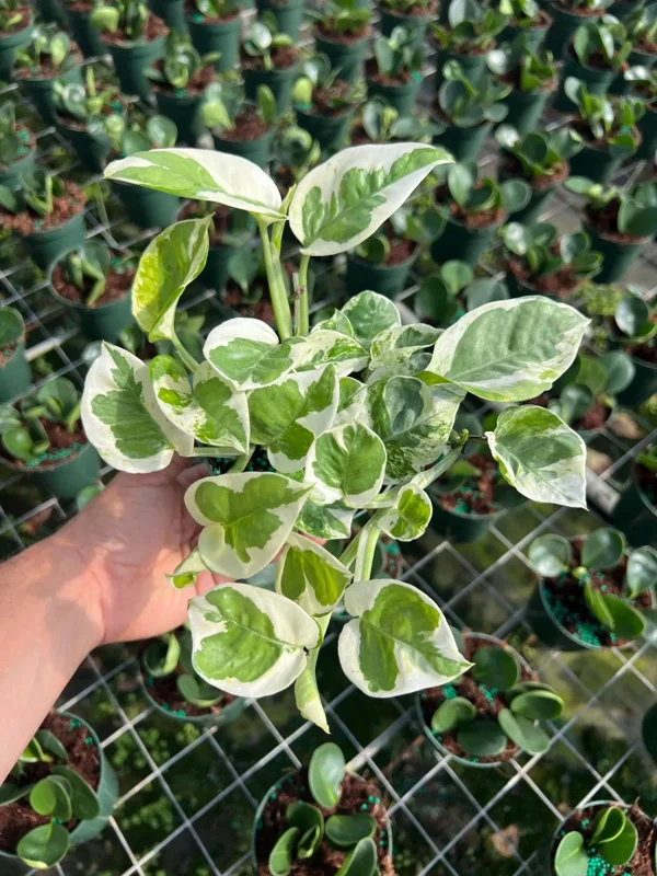 N' Joy Pothos Live Plant – Indoor & Outdoor Tropical Houseplant – 4 inch Pot - Image 2
