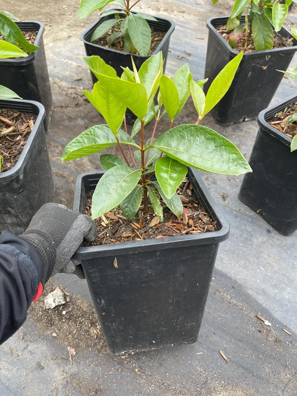 Nance Fruit Tree Live Plant, 2 Gallon Pot - Byrsonima Crassifolia Nance Fruit Tree Live Plant, 2 Gallon Pot - Byrsonima Crassifolia - Image 2