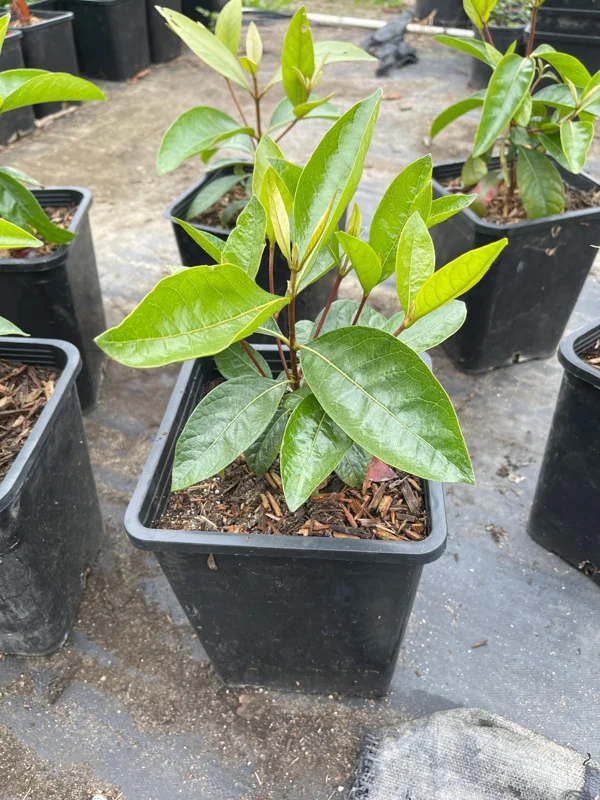 Nance Fruit Tree Live Plant, 2 Gallon Pot - Byrsonima Crassifolia Nance Fruit Tree Live Plant, 2 Gallon Pot - Byrsonima Crassifolia - Image 3