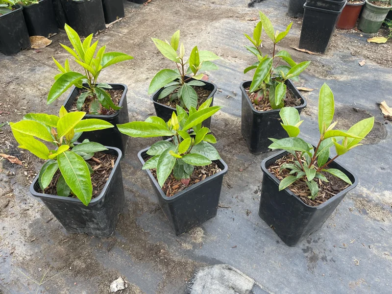 Nance Fruit Tree Live Plant, 2 Gallon Pot - Byrsonima Crassifolia Nance Fruit Tree Live Plant, 2 Gallon Pot - Byrsonima Crassifolia - Image 4