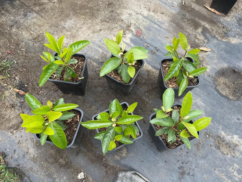 Nance Fruit Tree Live Plant, 2 Gallon Pot - Byrsonima Crassifolia Nance Fruit Tree Live Plant, 2 Gallon Pot - Byrsonima Crassifolia - Image 5