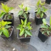 Nance Fruit Tree Live Plant, 2 Gallon Pot - Byrsonima Crassifolia - Image 1