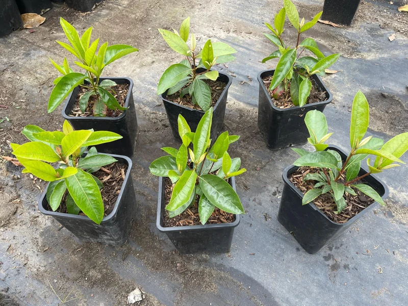 Nance Fruit Tree Live Plant, 2 Gallon Pot - Byrsonima Crassifolia Nance Fruit Tree Live Plant, 2 Gallon Pot - Byrsonima Crassifolia - Image 1