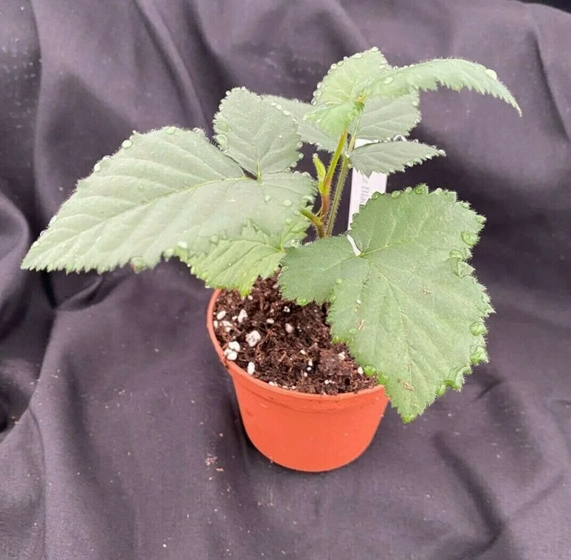 Natchez Thornless Blackberry Live Plant – 3 inch Pot – Outdoor Fruit Shrub - Image 2