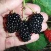 Natchez Thornless Blackberry Live Plant – 3 inch Pot – Outdoor Fruit Shrub Natchez Thornless Blackberry Live Plant – 3 inch Pot – Outdoor Fruit Shrub - Image 1