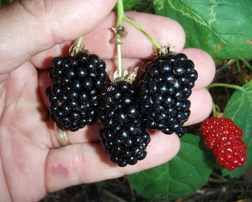 Natchez Thornless Blackberry Live Plant – 3 inch Pot – Outdoor Fruit Shrub - Image 1