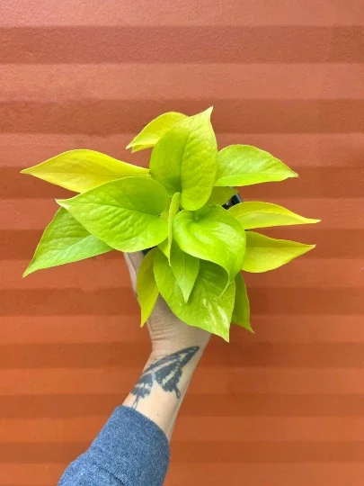 Neon Pothos Live Plant – 4" Pot Devil's Ivy Indoor Vine – Easy Care Air Purifying Neon Pothos Live Plant – 4" Pot Devil's Ivy Indoor Vine – Easy Care Air Purifying - Image 2