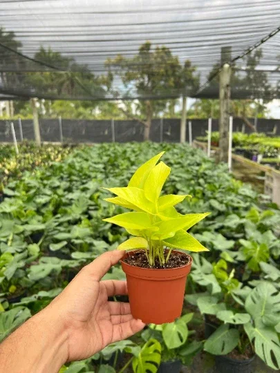 Neon Pothos Live Plant – 4" Pot Devil's Ivy Indoor Vine – Easy Care Air Purifying Neon Pothos Live Plant – 4" Pot Devil's Ivy Indoor Vine – Easy Care Air Purifying - Image 3
