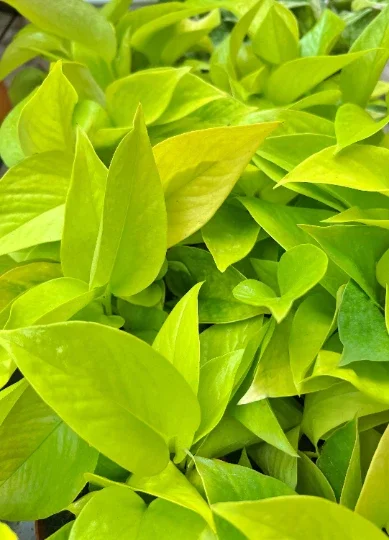 Neon Pothos Live Plant – 4" Pot Devil's Ivy Indoor Vine – Easy Care Air Purifying Neon Pothos Live Plant – 4" Pot Devil's Ivy Indoor Vine – Easy Care Air Purifying - Image 4