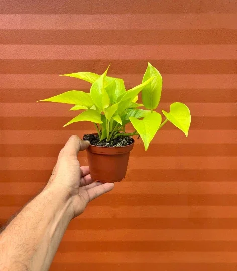 Neon Pothos Live Plant – 4" Pot Devil's Ivy Indoor Vine – Easy Care Air Purifying Neon Pothos Live Plant – 4" Pot Devil's Ivy Indoor Vine – Easy Care Air Purifying - Image 1