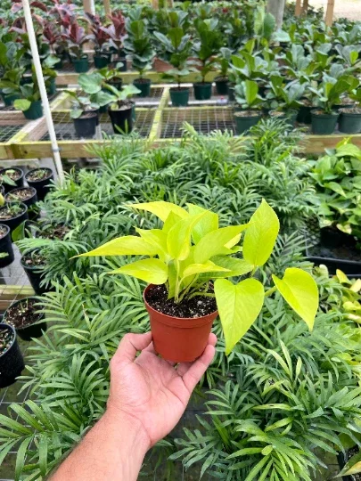 Neon Pothos Live Plant – 4" Pot Devil's Ivy Indoor Vine – Easy Care Air Purifying Neon Pothos Live Plant – 4" Pot Devil's Ivy Indoor Vine – Easy Care Air Purifying - Image 5