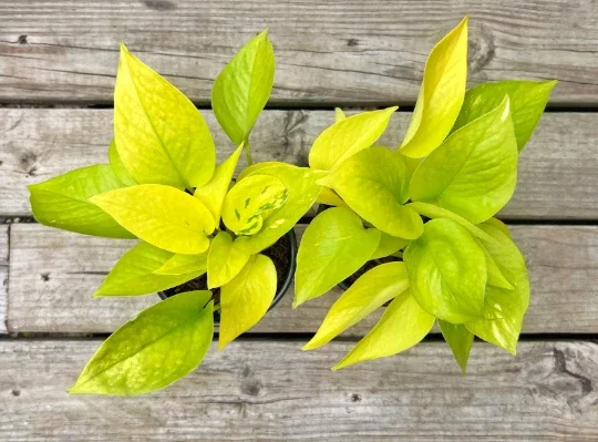 Neon Pothos Live Plant – 4" Pot Devil's Ivy Indoor Vine – Easy Care Air Purifying Neon Pothos Live Plant – 4" Pot Devil's Ivy Indoor Vine – Easy Care Air Purifying - Image 6