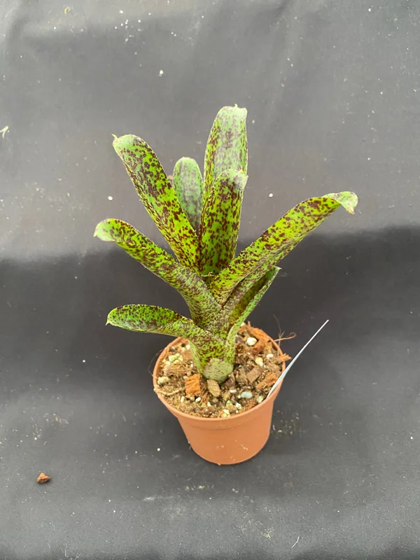 Neoregelia Mo Peppa Please Live Plant – Small Bromeliad – Rooted – 3 inch Pot – Indoor/Outdoor - Image 2