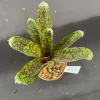 Neoregelia Mo Peppa Please Live Plant – Small Bromeliad – Rooted – 3 inch Pot – Indoor/Outdoor Neoregelia Mo Peppa Please Live Plant – Small Bromeliad – Rooted – 3 inch Pot – Indoor/Outdoor - Image 1