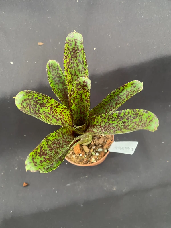Neoregelia Mo Peppa Please Live Plant – Small Bromeliad – Rooted – 3 inch Pot – Indoor/Outdoor - Image 1