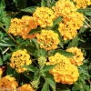 New Gold Lantana Live Plant – 4 inch Pot – Vibrant Yellow Flowers New Gold Lantana Live Plant – 4 inch Pot – Vibrant Yellow Flowers - Image 1