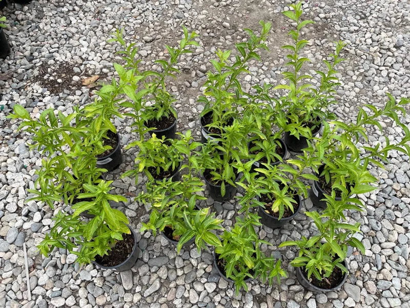 Night Blooming Jasmine Live Plant – 1 Gallon Cestrum nocturnum Night Blooming Jasmine Live Plant – 1 Gallon Cestrum nocturnum - Image 4