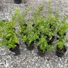 Night Blooming Jasmine Live Plant – 1 Gallon Cestrum nocturnum - Image 1