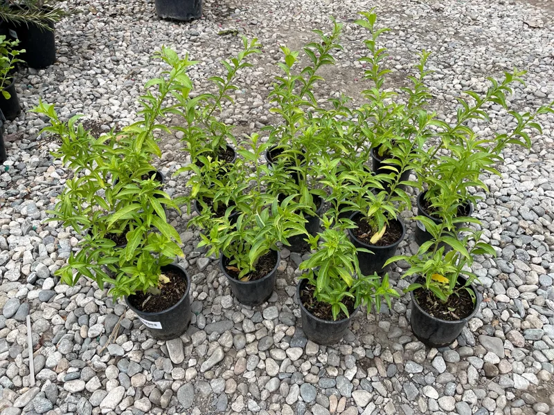 Night Blooming Jasmine Live Plant – 1 Gallon Cestrum nocturnum Night Blooming Jasmine Live Plant – 1 Gallon Cestrum nocturnum - Image 1