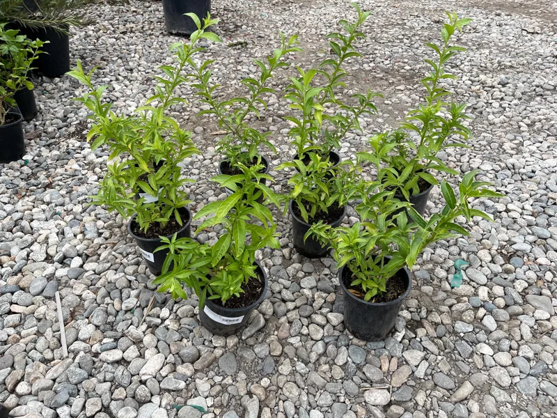 Night Blooming Jasmine Live Plant – 1 Gallon Cestrum nocturnum Night Blooming Jasmine Live Plant – 1 Gallon Cestrum nocturnum - Image 6