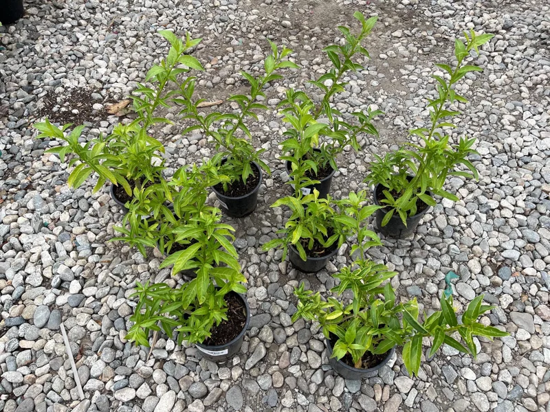 Night Blooming Jasmine Live Plant – 1 Gallon Cestrum nocturnum Night Blooming Jasmine Live Plant – 1 Gallon Cestrum nocturnum - Image 7