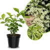 Night Blooming Jasmine Plant - Cestrum nocturnum - Live Fragrant Vine 4-8 Inches - Image 1