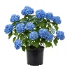 Nikko Blue Hydrangea Live Plant, 2.5 Inch Pot, Blue Mophead Flowering Shrub, Outdoor Nikko Blue Hydrangea Live Plant, 2.5 Inch Pot, Blue Mophead Flowering Shrub, Outdoor - Image 1