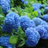 Nikko Blue Hydrangea Live Shrub Plant – Quart Pot (6-10" Tall) Nikko Blue Hydrangea Live Shrub Plant – Quart Pot (6-10" Tall) - Image 1