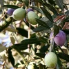 Oblonga Olive Tree - Olea Europaea Live Plant - Self-Pollinating - Image 1
