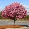 Okame Cherry Tree – Live Pink Flowering Plant – 6-12" Tall – Outdoor Okame Cherry Tree – Live Pink Flowering Plant – 6-12" Tall – Outdoor - Image 1
