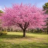 Okame Cherry Tree Live Plant – Pink Cherry Blossom Seedling – 2.5 Inch Pot – Outdoor Garden - Image 1