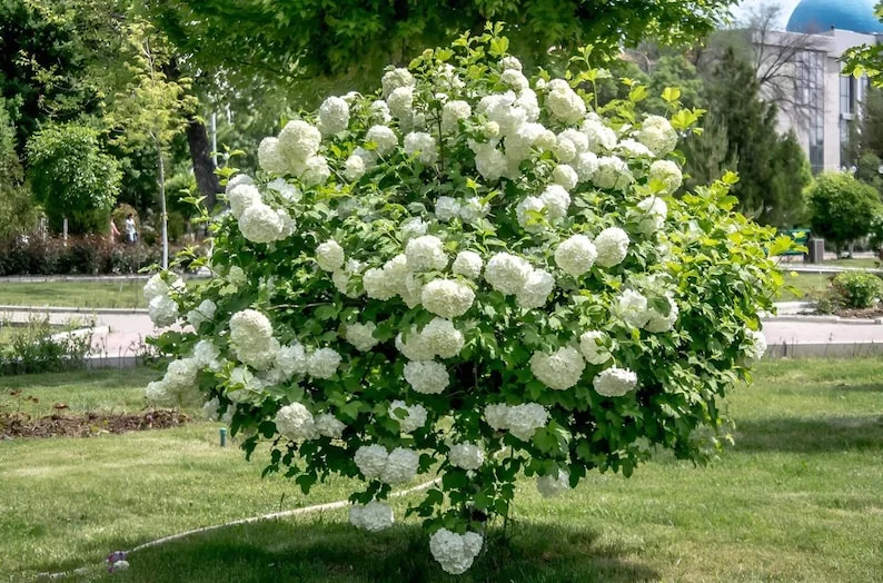 Old Fashion Snowball Viburnum Live Plant – White Blooms, 4" Pot, Outdoor Shrub - Image 1