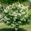 Old Fashion Snowball Viburnum Live Plant - White Blooms, 4 inch Pot, 6-12 inches Tall - Image 1