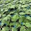 Old German Tomato Live Plants - 3 Pack, 6-10 Inches Tall, Heirloom Vegetable - Image 1