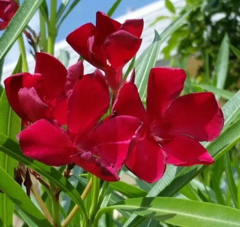 Oleander Live Cuttings - Red Flowering Shrub, 7 Unrooted Cuttings, 6 inch Oleander Live Cuttings - Red Flowering Shrub, 7 Unrooted Cuttings, 6 inch - Image 2