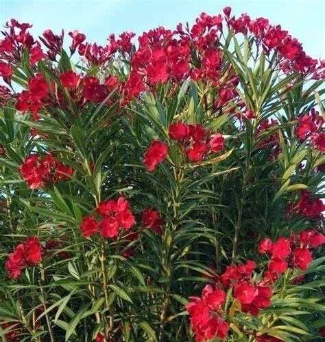 Oleander Live Cuttings - Red Flowering Shrub, 7 Unrooted Cuttings, 6 inch Oleander Live Cuttings - Red Flowering Shrub, 7 Unrooted Cuttings, 6 inch - Image 3