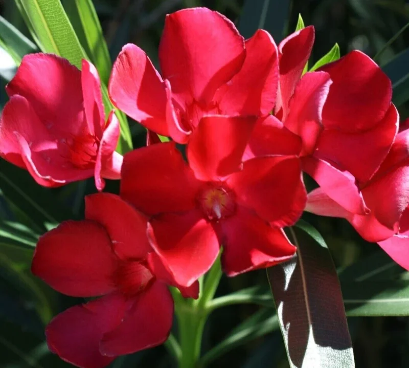 Oleander Live Cuttings - Red Flowering Shrub, 7 Unrooted Cuttings, 6 inch Oleander Live Cuttings - Red Flowering Shrub, 7 Unrooted Cuttings, 6 inch - Image 1
