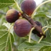 Olympian Fig Tree Live Plant - Fruiting Ficus Carica - Outdoor Edible Fruit Tree Olympian Fig Tree Live Plant - Fruiting Ficus Carica - Outdoor Edible Fruit Tree - Image 1