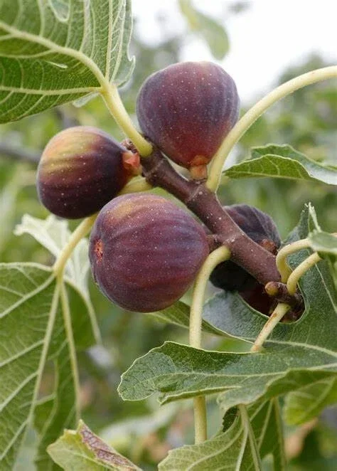 Olympian Fig Tree Live Plant - Fruiting Ficus Carica - Outdoor Edible Fruit Tree Olympian Fig Tree Live Plant - Fruiting Ficus Carica - Outdoor Edible Fruit Tree - Image 1